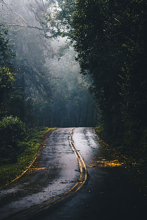 Misty Forest Road with Wet Asphalt and Sunlight Rays HD phone wallpaper