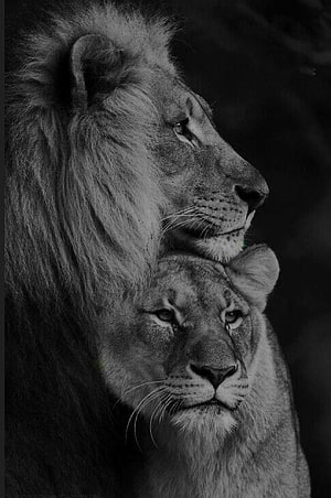 Black and White Portrait of Male and Female Lion in Profile HD phone wallpaper