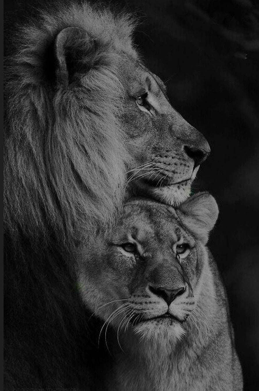 Black and White Portrait of Male and Female Lion in Profile HD phone wallpaper