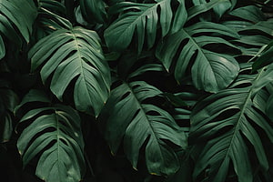 Dark Green Monstera Leaves Tropical Plant Texture Background HD wallpaper