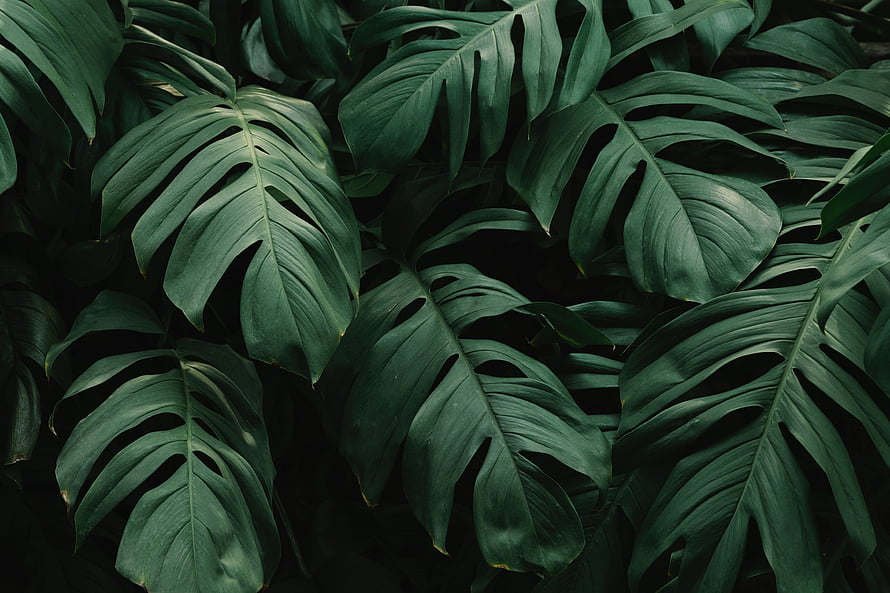 Dark Green Monstera Leaves Tropical Plant Texture Background HD wallpaper