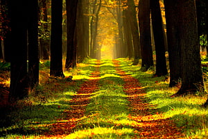 Sunlit Autumn Forest Path With Golden Light Rays And Falling Leaves HD wallpaper