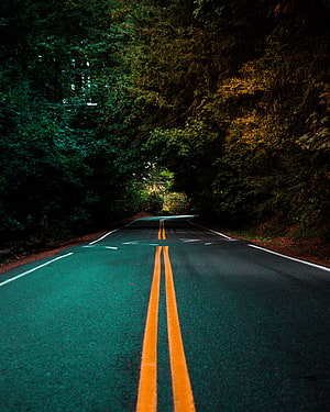 Winding Forest Road With Double Yellow Lines And Dense Green Canopy HD phone wallpaper