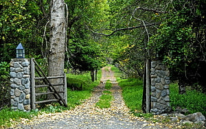 Rustic Stone Gate and Wooden Fence Framing a Leaf-Strewn Forest Path HD wallpaper