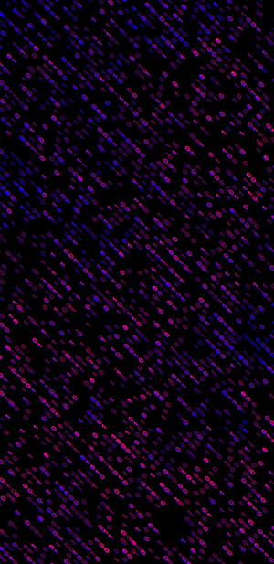 Neon Binary Code Matrix Digital Rain Abstract Technology Background HD phone wallpaper