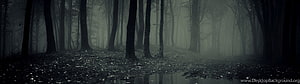 Misty Dark Forest Scene with Tall Trees and Foggy Atmosphere HD wallpaper