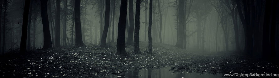 Misty Dark Forest with Tall Trees and Foggy Atmosphere HD wallpaper