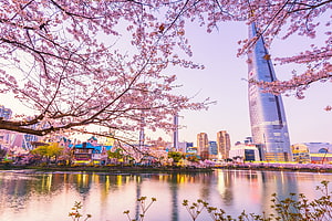 Cherry Blossoms Framing Lotte World Tower in Seoul HD wallpaper