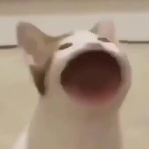 Pop Cat Meme: Wide Mouth Singing Cat Close-Up HD phone wallpaper