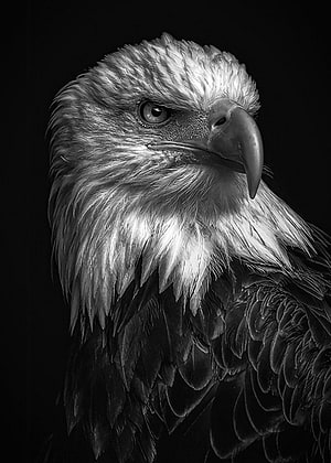Monochrome Bald Eagle Portrait with Intense Gaze and Detailed Feather Texture HD phone wallpaper