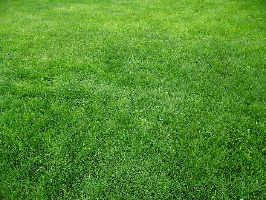 Vibrant Green Grass Lawn Texture Background HD wallpaper