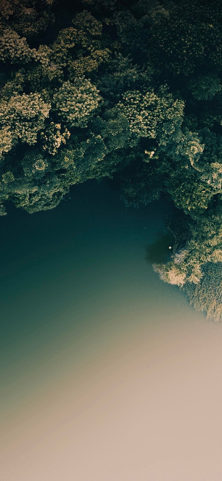 Aerial View of Dense Forest Canopy Overlapping a Calm Lake with Soft Mist HD phone wallpaper