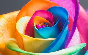 Vibrant Multicolored Rose Close-Up with Rainbow Petals and Vivid Color Gradients HD wallpaper