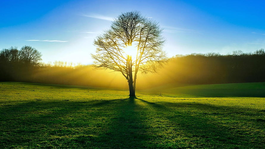 Lone Tree Silhouette in Sunlit Meadow with Golden Rays and Misty Forest Horizon HD wallpaper