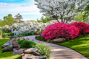 Vibrant Spring Garden Path Lined With Pink Azaleas, White Blossoms, And Red Tulips HD wallpaper