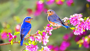 Eastern Bluebirds Perched on a Branch with Pink Spring Blossoms HD wallpaper