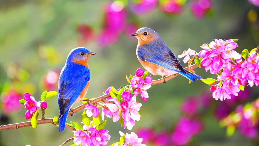 Eastern Bluebirds Perched on a Branch with Pink Spring Blossoms HD wallpaper