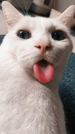 Cute White Cat With Blue Eyes Sticking Tongue Out Close-Up Portrait HD phone wallpaper
