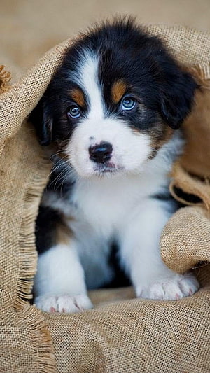 Adorable Tricolor Puppy with Blue Eyes Peeking from a Burlap Sack HD phone wallpaper
