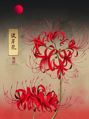 Red Spider Lily Lycoris Radiata Illustration with Japanese Calligraphy and Red Sun HD phone wallpaper