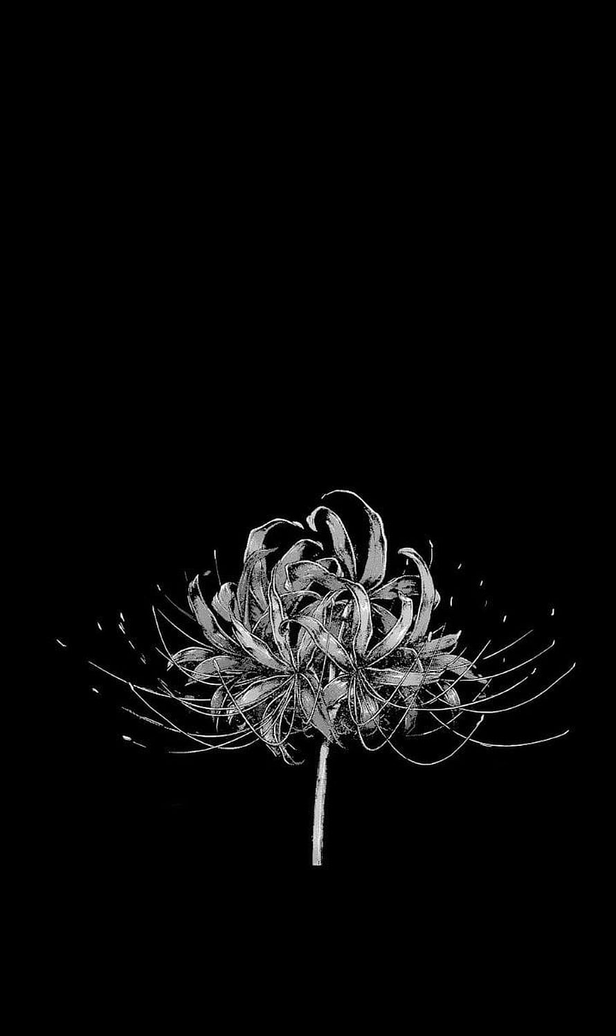 Monochrome Red Spider Lily Illustration on Black Background HD phone wallpaper