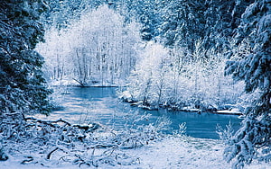 Serene Winter River Landscape with Snow-Covered Forest and Frozen Water HD wallpaper