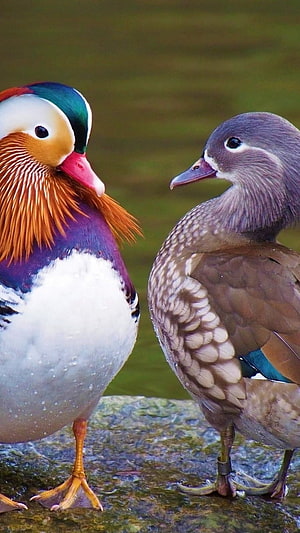 Male and Female Mandarin Ducks Standing Together on a Rock, Mandarin Duck, Male And Female, Mandarin Ducks HD phone wallpaper