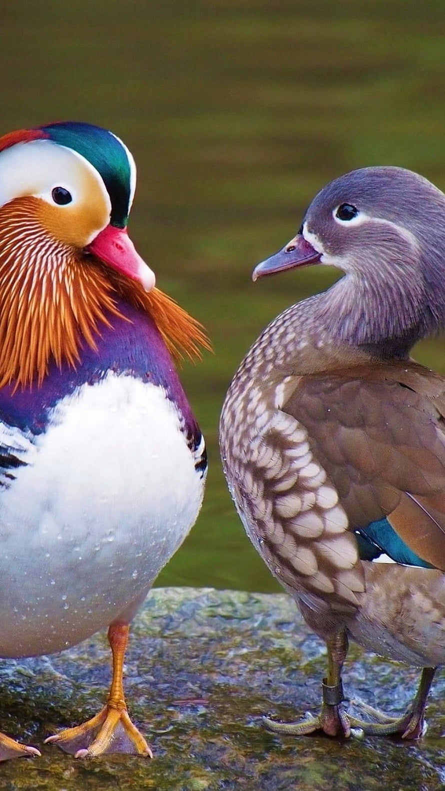 Male and Female Mandarin Ducks Standing Together on a Rock, Mandarin Duck, Male And Female, Mandarin Ducks HD phone wallpaper