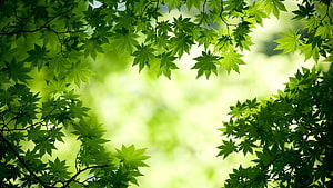 Lush Green Japanese Maple Leaves Framing a Soft Blurred Forest Background HD wallpaper