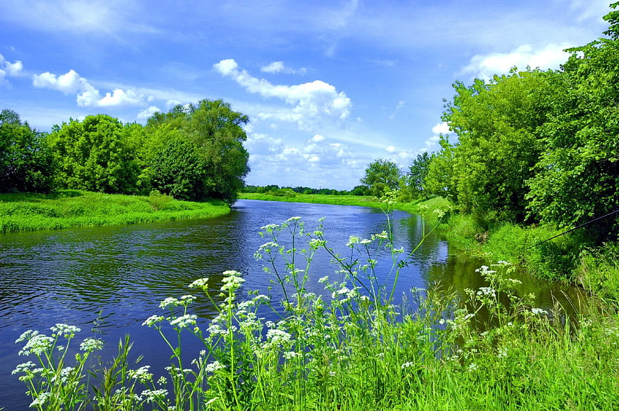 Serene River Landscape With Lush Greenery And White Wildflowers Under A Bright Blue Sky HD wallpaper