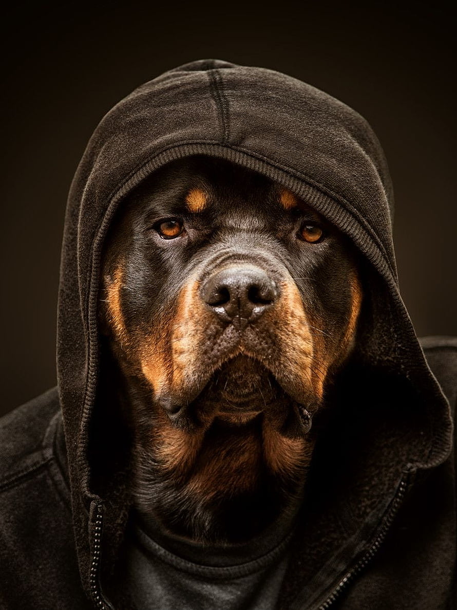 Rottweiler in a Dark Hoodie: Moody Studio Portrait of a Fierce Dog HD phone wallpaper