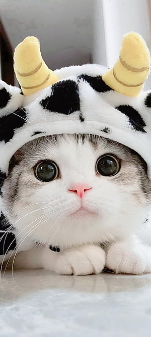 Adorable White Cat Wearing a Cute Cow Costume with Yellow Horns HD phone wallpaper