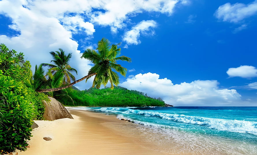 Tropical Paradise Beach with Palm Trees and Turquoise Ocean Waves HD wallpaper