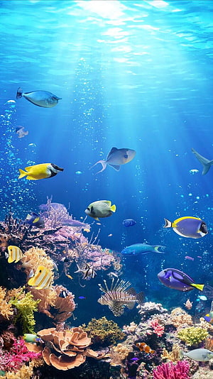 Vibrant Tropical Fish Schooling Above a Colorful Coral Reef in Clear Blue Ocean Water HD phone wallpaper