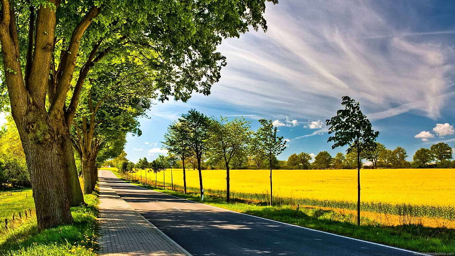 Serene Country Road Lined With Trees Next To Golden Wheat Field Under Blue Sky HD wallpaper