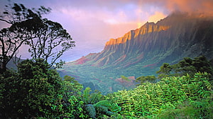 Kohala Cliffs Sunset View with Lush Tropical Foreground and Ocean Horizon HD wallpaper