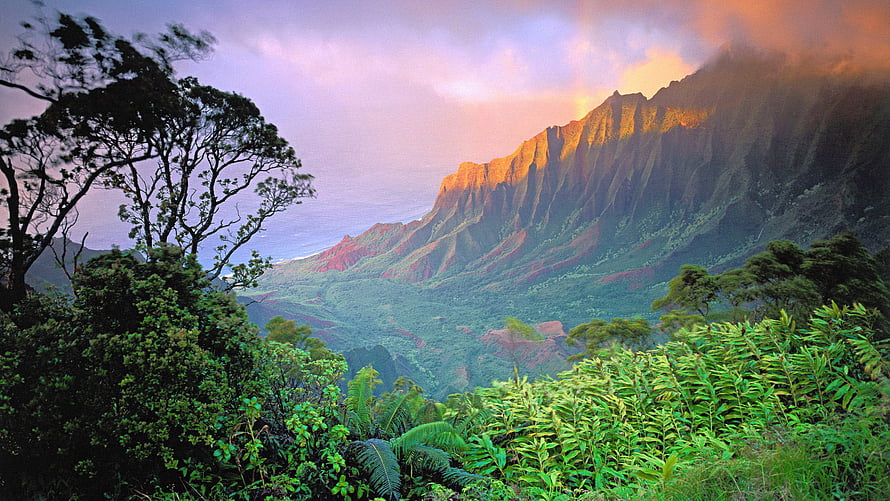 Kohala Cliffs Sunset View with Lush Tropical Foreground and Ocean Horizon HD wallpaper