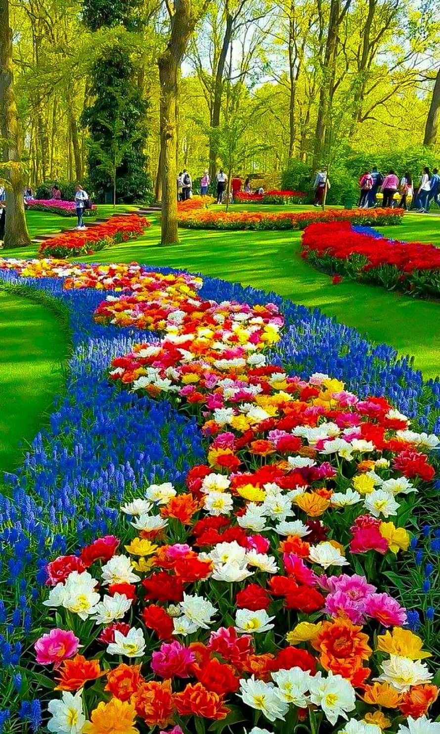 Vibrant Spring Flower Garden with Colorful Tulips and Bluebells HD phone wallpaper