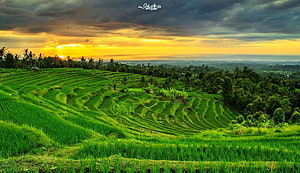 Lush Green Rice Terraces at Golden Sunset with Dramatic Clouds and Tropical Trees HD wallpaper