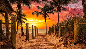 Tropical beach boardwalk leading to ocean at fiery sunset with palm trees and wooden fence HD wallpaper