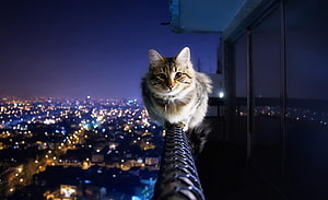 Fluffy Tabby Cat Perched on Balcony Railing Overlooking City Lights at Night HD wallpaper