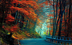 Winding Road Through Vibrant Autumn Forest With Red And Orange Leaves HD wallpaper