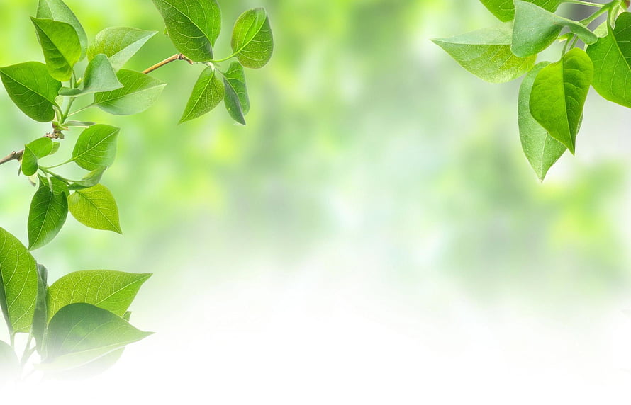 Fresh Green Leaves on Branches with Soft Blurred Background HD wallpaper