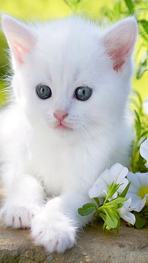 Adorable White Kitten With Blue Eyes Resting Beside White Flowers HD phone wallpaper