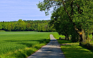 Serene Summer Countryside Path Lined With Lush Green Fields And Mature Trees HD wallpaper