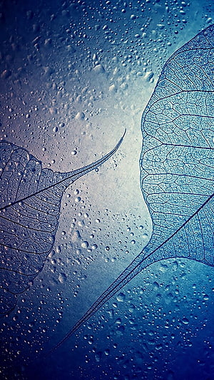 Blue Skeleton Leaves With Water Droplets On Glass Background HD phone wallpaper