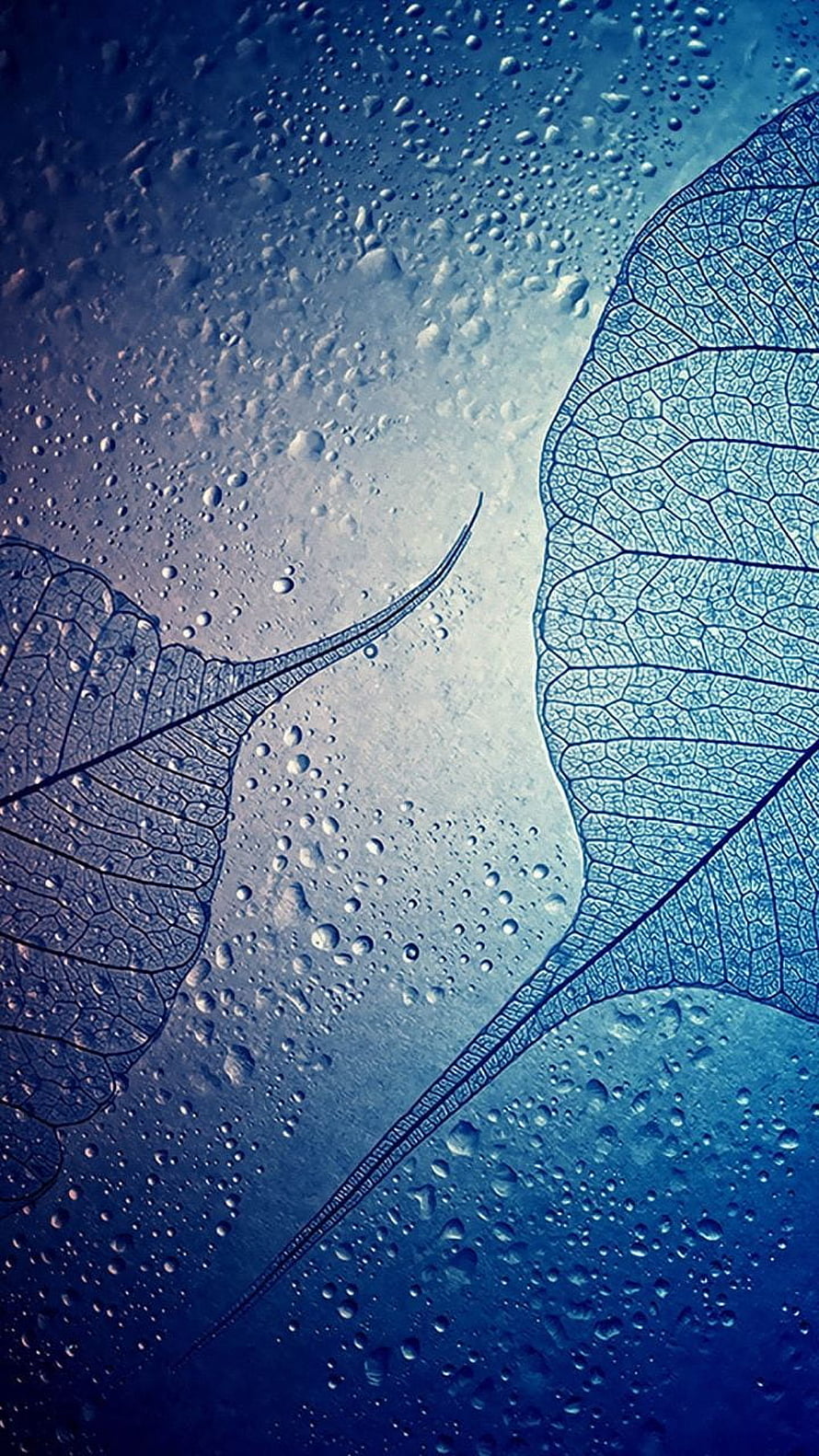 Blue Skeleton Leaves With Water Droplets On Glass Background HD phone wallpaper