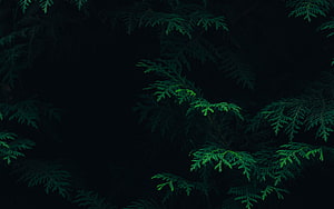 Dark Green Pine Branches Against Black Background HD wallpaper