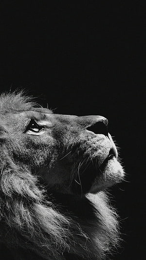 Majestic Male Lion Profile in Dramatic Black and White Photography HD phone wallpaper