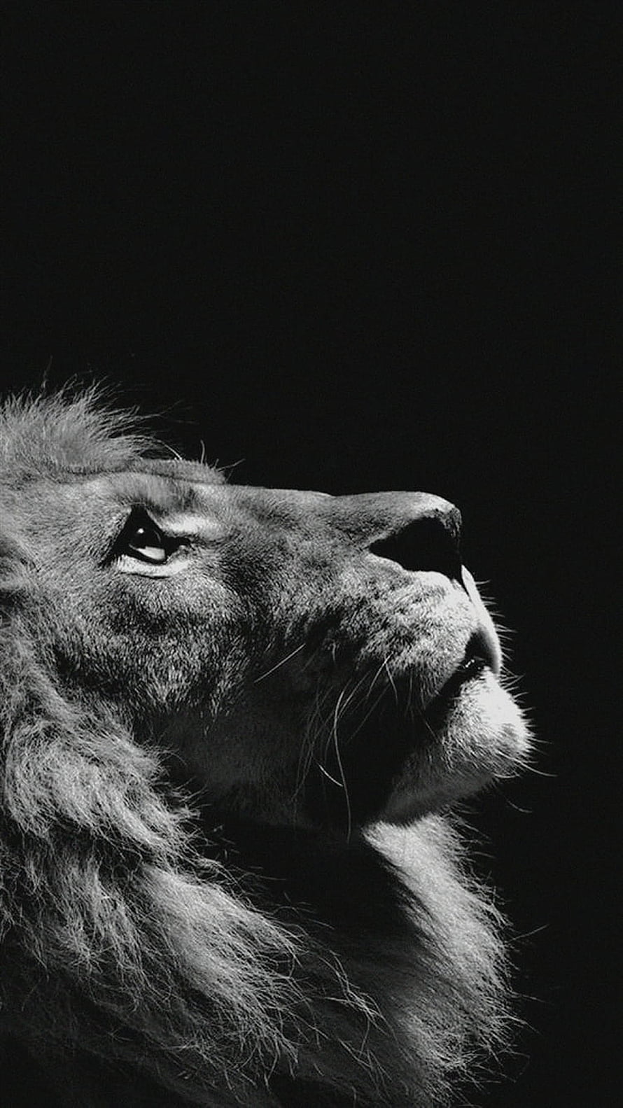 Majestic Male Lion Profile in Dramatic Black and White Photography HD phone wallpaper